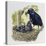 Female Carrion Crow (Corvus Corone) Feeding Her Chicks at Nest, Corvidae-null-Stretched Canvas