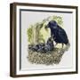 Female Carrion Crow (Corvus Corone) Feeding Her Chicks at Nest, Corvidae-null-Framed Giclee Print