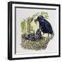 Female Carrion Crow (Corvus Corone) Feeding Her Chicks at Nest, Corvidae-null-Framed Giclee Print