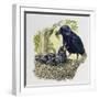 Female Carrion Crow (Corvus Corone) Feeding Her Chicks at Nest, Corvidae-null-Framed Giclee Print