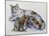 Female Cat Nursing Her Kittens (Felis Catus), Felidae-null-Mounted Giclee Print