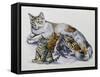 Female Cat Nursing Her Kittens (Felis Catus), Felidae-null-Framed Stretched Canvas