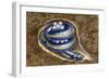 Female Ceylon Caecilian Guarding Her Eggs Coiled Up in Hole Underground (Ichthyophis Glutinosus)-null-Framed Giclee Print