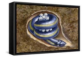 Female Ceylon Caecilian Guarding Her Eggs Coiled Up in Hole Underground (Ichthyophis Glutinosus)-null-Framed Stretched Canvas