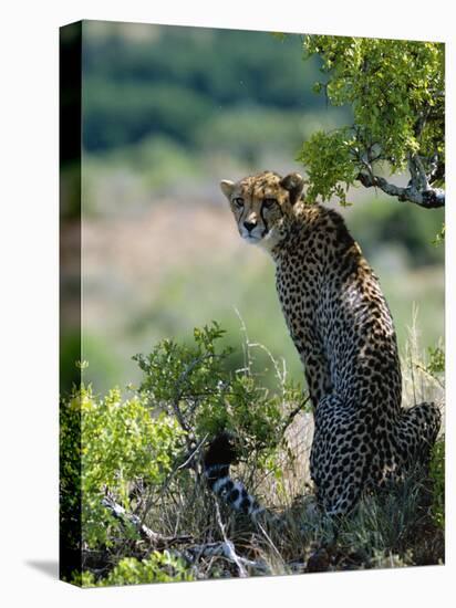 Female Cheetah Rests in the Shade at Kwandwe Private Game Reserve-John Warburton-lee-Stretched Canvas