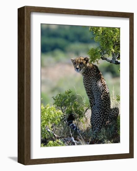 Female Cheetah Rests in the Shade at Kwandwe Private Game Reserve-John Warburton-lee-Framed Photographic Print