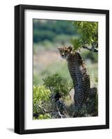 Female Cheetah Rests in the Shade at Kwandwe Private Game Reserve-John Warburton-lee-Framed Photographic Print