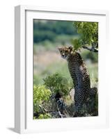 Female Cheetah Rests in the Shade at Kwandwe Private Game Reserve-John Warburton-lee-Framed Photographic Print