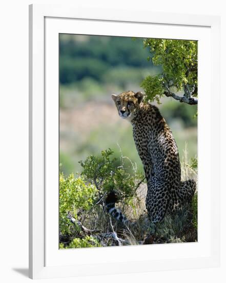 Female Cheetah Rests in the Shade at Kwandwe Private Game Reserve-John Warburton-lee-Framed Photographic Print