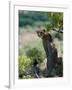 Female Cheetah Rests in the Shade at Kwandwe Private Game Reserve-John Warburton-lee-Framed Photographic Print