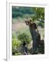 Female Cheetah Rests in the Shade at Kwandwe Private Game Reserve-John Warburton-lee-Framed Photographic Print