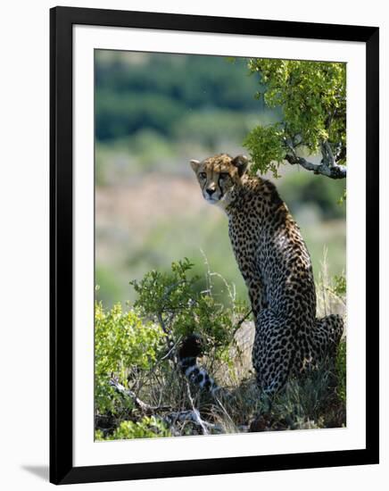 Female Cheetah Rests in the Shade at Kwandwe Private Game Reserve-John Warburton-lee-Framed Photographic Print