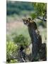 Female Cheetah Rests in the Shade at Kwandwe Private Game Reserve-John Warburton-lee-Mounted Photographic Print