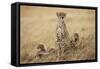 Female Cheetah with Cubs in Tall Grass-Paul Souders-Framed Stretched Canvas