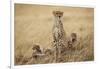 Female Cheetah with Cubs in Tall Grass-Paul Souders-Framed Photographic Print