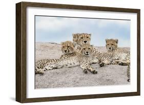 Female cheetah with five large cubs on kopje, Serengeti National Park, Tanzania, Africa-Adam Jones-Framed Photographic Print