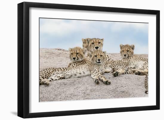 Female cheetah with five large cubs on kopje, Serengeti National Park, Tanzania, Africa-Adam Jones-Framed Photographic Print