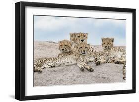 Female cheetah with five large cubs on kopje, Serengeti National Park, Tanzania, Africa-Adam Jones-Framed Photographic Print