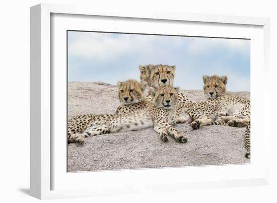 Female cheetah with five large cubs on kopje, Serengeti National Park, Tanzania, Africa-Adam Jones-Framed Photographic Print