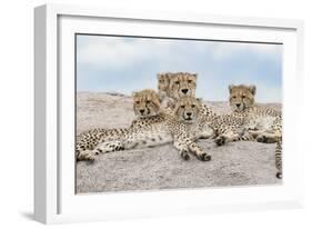 Female cheetah with five large cubs on kopje, Serengeti National Park, Tanzania, Africa-Adam Jones-Framed Photographic Print