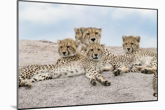 Female cheetah with five large cubs on kopje, Serengeti National Park, Tanzania, Africa-Adam Jones-Mounted Photographic Print