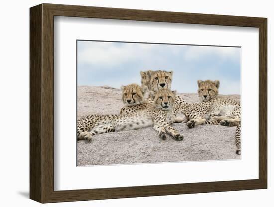 Female cheetah with five large cubs on kopje, Serengeti National Park, Tanzania, Africa-Adam Jones-Framed Photographic Print