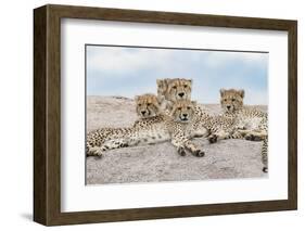 Female cheetah with five large cubs on kopje, Serengeti National Park, Tanzania, Africa-Adam Jones-Framed Photographic Print