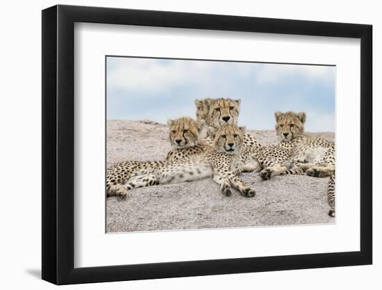 Female cheetah with five large cubs on kopje, Serengeti National Park, Tanzania, Africa-Adam Jones-Framed Photographic Print