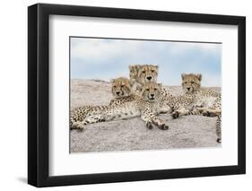 Female cheetah with five large cubs on kopje, Serengeti National Park, Tanzania, Africa-Adam Jones-Framed Photographic Print