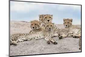 Female cheetah with five large cubs on kopje, Serengeti National Park, Tanzania, Africa-Adam Jones-Mounted Photographic Print