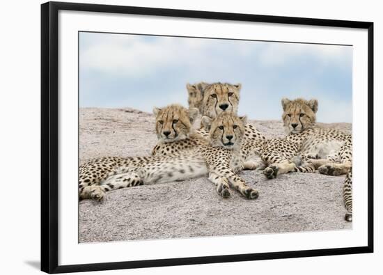 Female cheetah with five large cubs on kopje, Serengeti National Park, Tanzania, Africa-Adam Jones-Framed Photographic Print