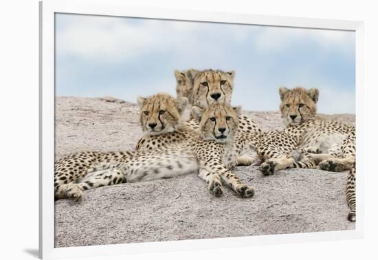 Female cheetah with five large cubs on kopje, Serengeti National Park, Tanzania, Africa-Adam Jones-Framed Photographic Print