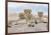 Female cheetah with five large cubs on kopje, Serengeti National Park, Tanzania, Africa-Adam Jones-Framed Photographic Print