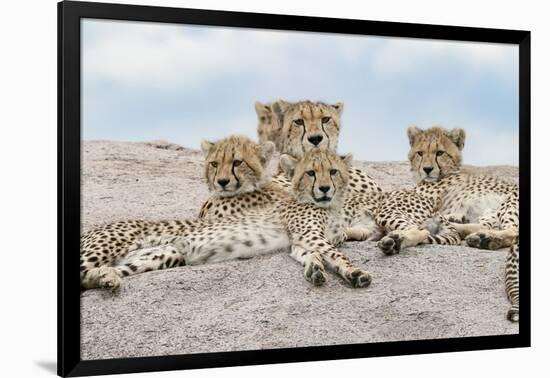 Female cheetah with five large cubs on kopje, Serengeti National Park, Tanzania, Africa-Adam Jones-Framed Photographic Print