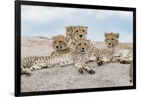 Female cheetah with five large cubs on kopje, Serengeti National Park, Tanzania, Africa-Adam Jones-Framed Photographic Print