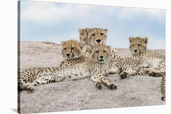 Female cheetah with five large cubs on kopje, Serengeti National Park, Tanzania, Africa-Adam Jones-Stretched Canvas