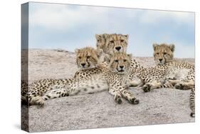 Female cheetah with five large cubs on kopje, Serengeti National Park, Tanzania, Africa-Adam Jones-Stretched Canvas