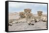 Female cheetah with five large cubs on kopje, Serengeti National Park, Tanzania, Africa-Adam Jones-Framed Stretched Canvas