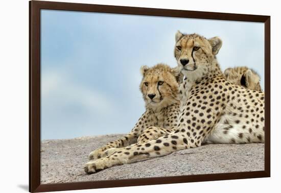 Female cheetah with five large cubs on kopje, Serengeti National Park, Tanzania, Africa-Adam Jones-Framed Photographic Print