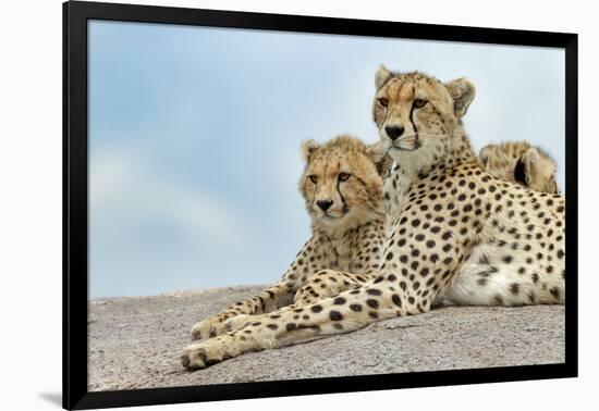 Female cheetah with five large cubs on kopje, Serengeti National Park, Tanzania, Africa-Adam Jones-Framed Photographic Print