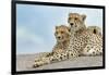 Female cheetah with five large cubs on kopje, Serengeti National Park, Tanzania, Africa-Adam Jones-Framed Photographic Print