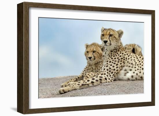 Female cheetah with five large cubs on kopje, Serengeti National Park, Tanzania, Africa-Adam Jones-Framed Photographic Print