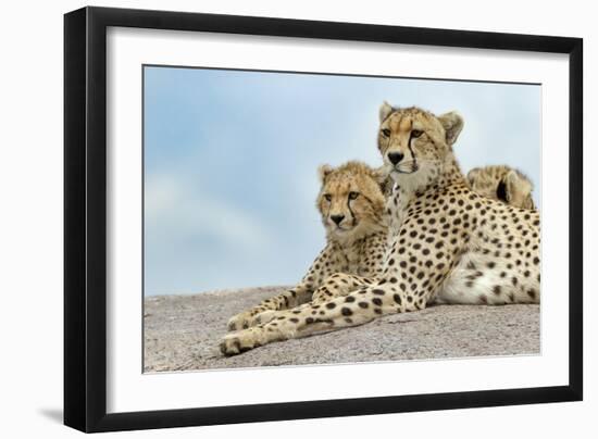 Female cheetah with five large cubs on kopje, Serengeti National Park, Tanzania, Africa-Adam Jones-Framed Photographic Print