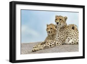 Female cheetah with five large cubs on kopje, Serengeti National Park, Tanzania, Africa-Adam Jones-Framed Photographic Print