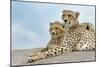 Female cheetah with five large cubs on kopje, Serengeti National Park, Tanzania, Africa-Adam Jones-Mounted Photographic Print