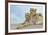 Female cheetah with five large cubs on kopje, Serengeti National Park, Tanzania, Africa-Adam Jones-Framed Photographic Print