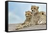 Female cheetah with five large cubs on kopje, Serengeti National Park, Tanzania, Africa-Adam Jones-Framed Stretched Canvas