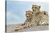 Female cheetah with five large cubs on kopje, Serengeti National Park, Tanzania, Africa-Adam Jones-Stretched Canvas