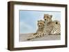 Female cheetah with five large cubs on kopje, Serengeti National Park, Tanzania, Africa-Adam Jones-Framed Photographic Print