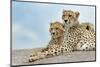 Female cheetah with five large cubs on kopje, Serengeti National Park, Tanzania, Africa-Adam Jones-Mounted Photographic Print